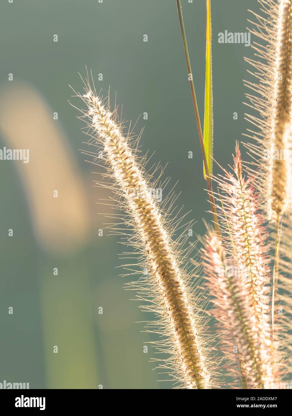 Avec la lumière du soleil fleurs herbe libre isolé sur fond Nature Banque D'Images