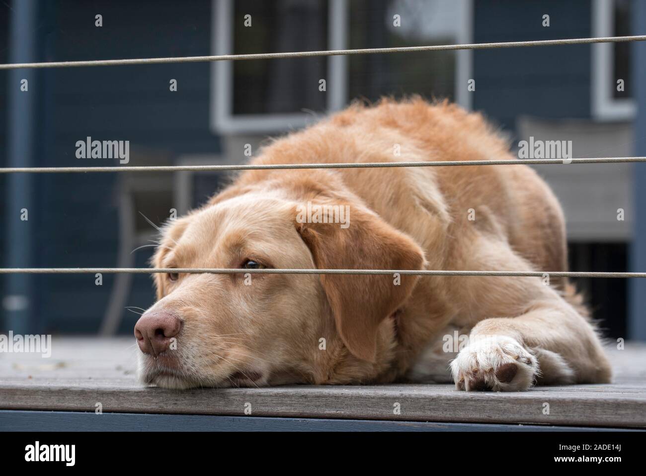 Indy, une race croisée Labrador chien Border Collie secourus par la RSPCA est vue ici couché sur une terrasse en regardant sous un grillage Banque D'Images