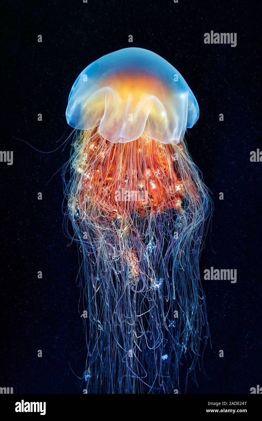 Méduse à crinière de lion (Cyanea capillata). C