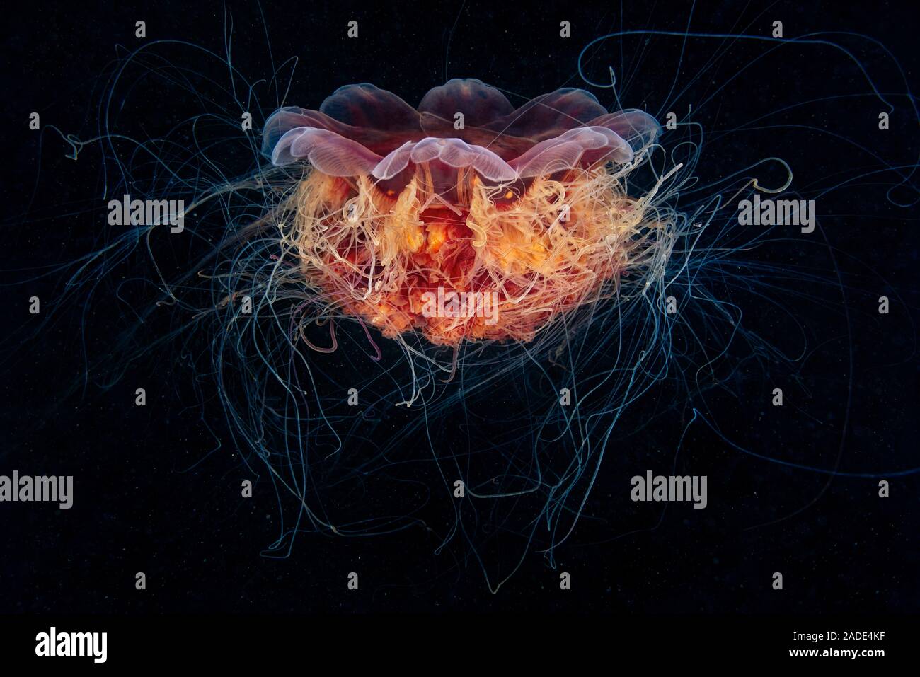 Méduse à crinière de lion (Cyanea capillata). C