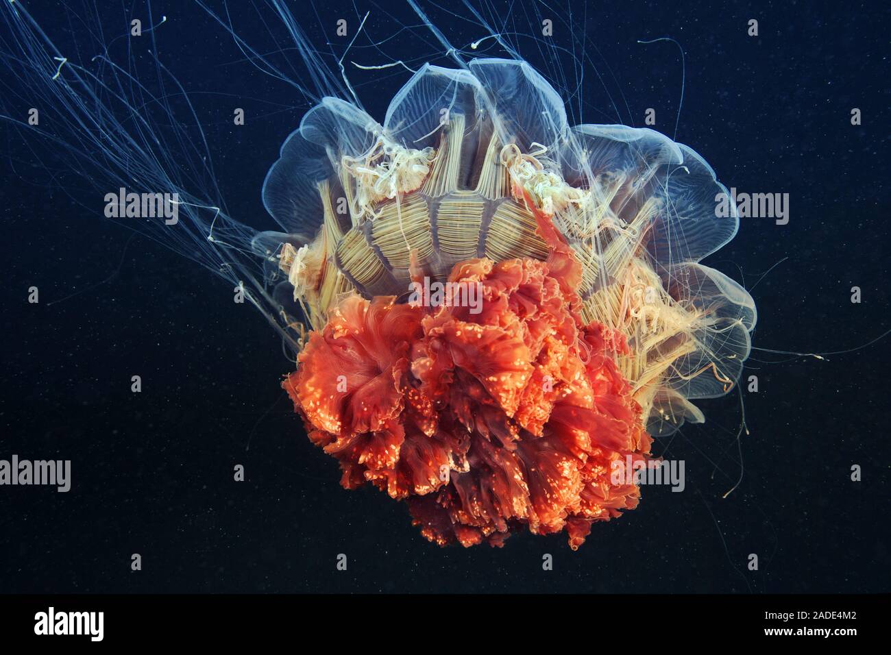 Méduse à crinière de lion (Cyanea capillata). C