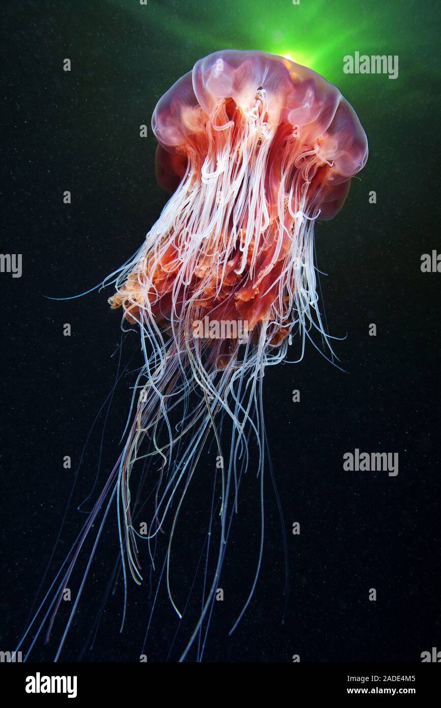 Méduse à crinière de lion (Cyanea capillata). C