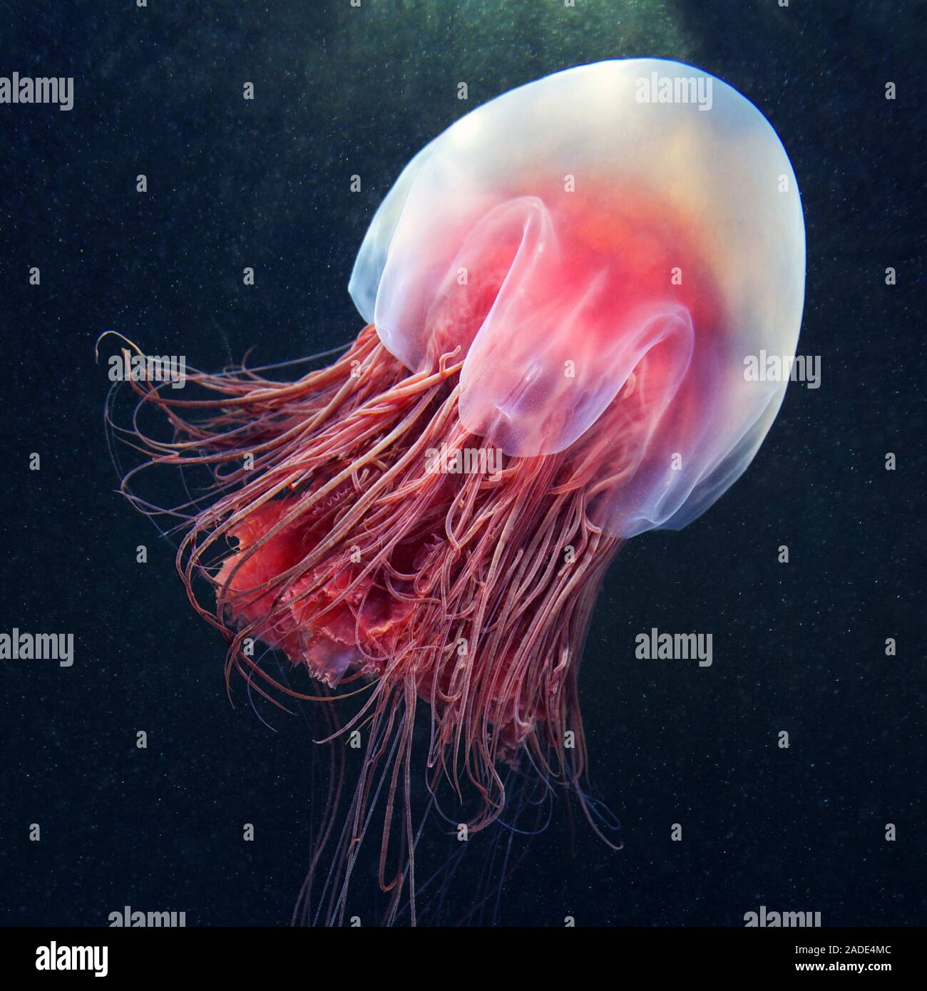 Méduse à crinière de lion (Cyanea capillata). C