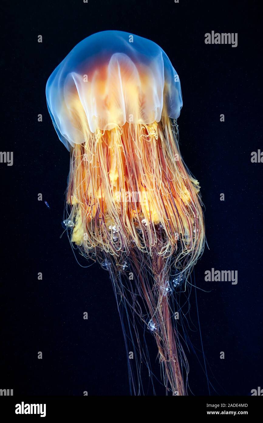 Méduse à crinière de lion (Cyanea capillata). C