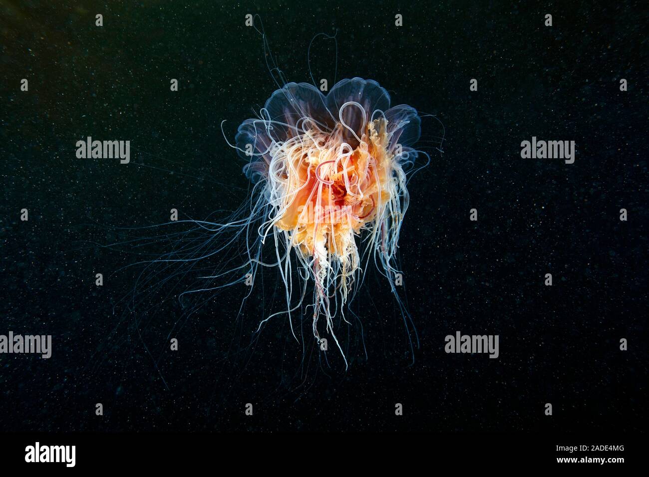 Méduse à crinière de lion (Cyanea capillata). C
