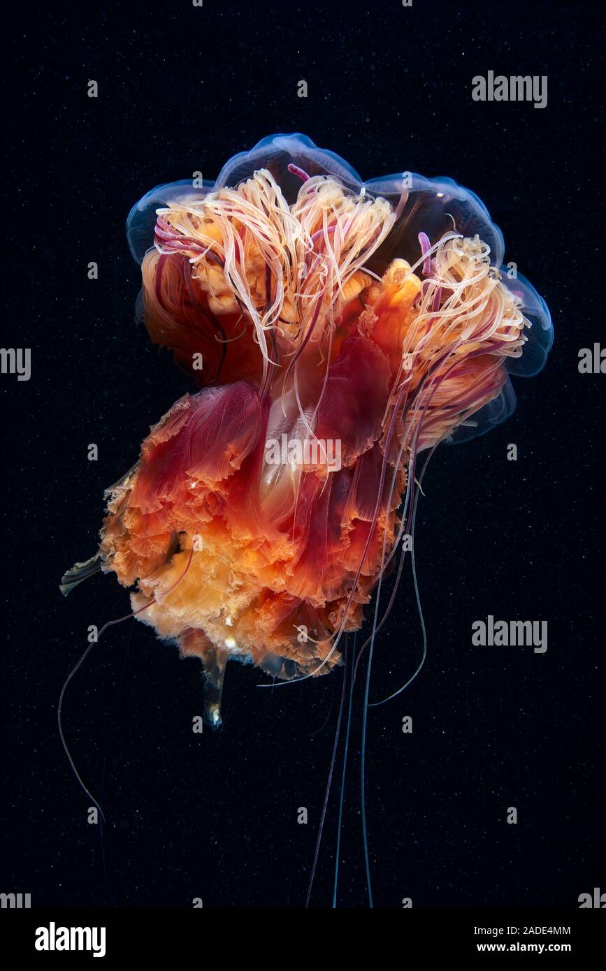 Méduse à crinière de lion (Cyanea capillata). C