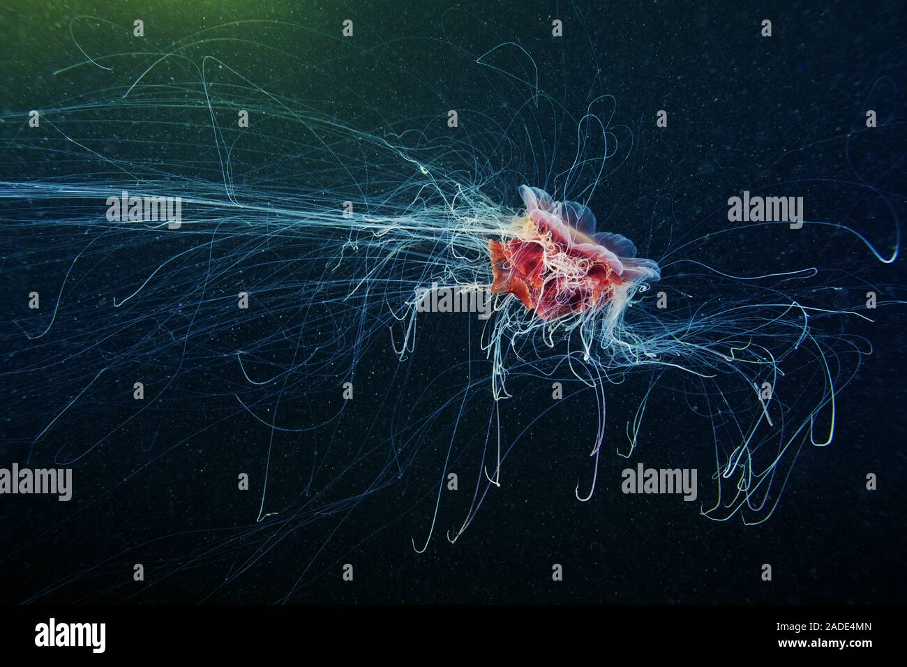 Méduse à crinière de lion (Cyanea capillata). C