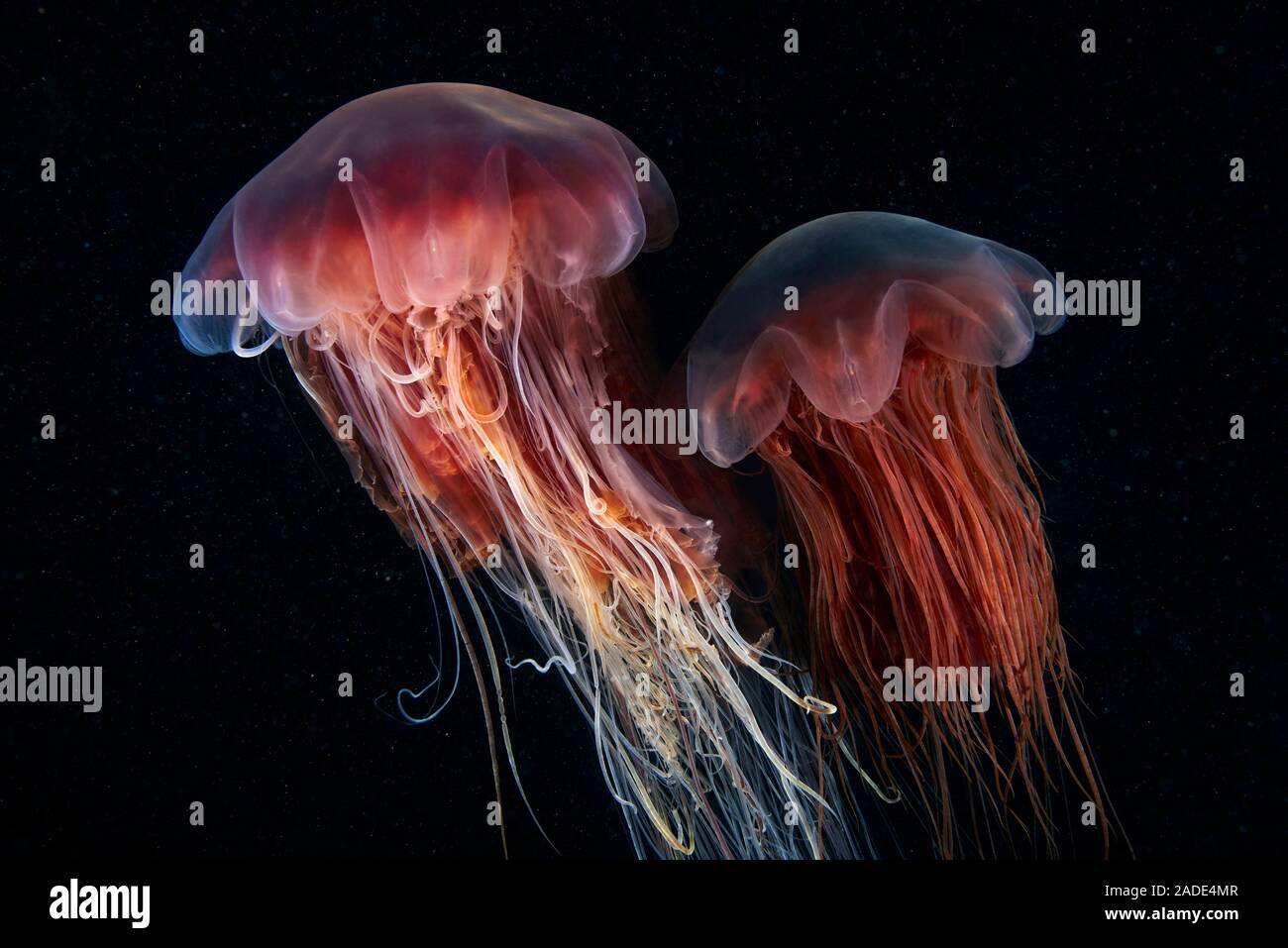 Méduse à crinière de lion (Cyanea capillata). C