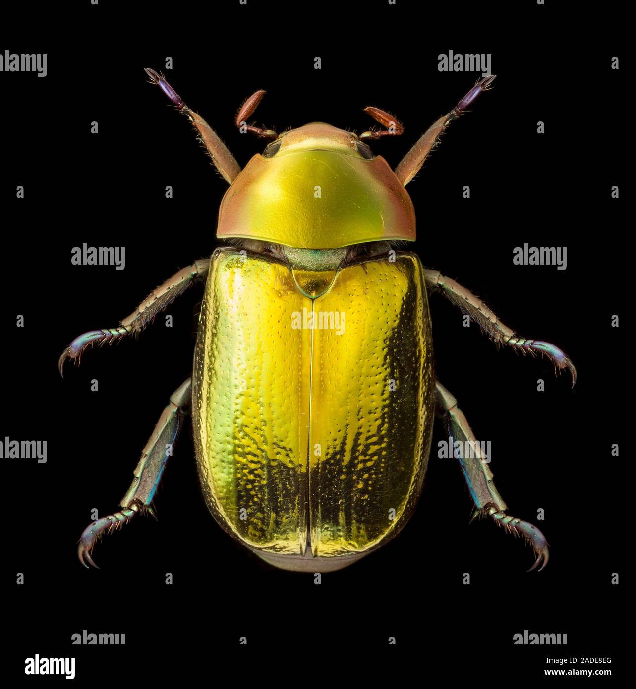 Scarabée d'or (Chrysina aurigans). Une image aux couleurs vives, métalliques, irisé espèce de scarabée. Trouvé par le sud ouest des Stat Banque D'Images