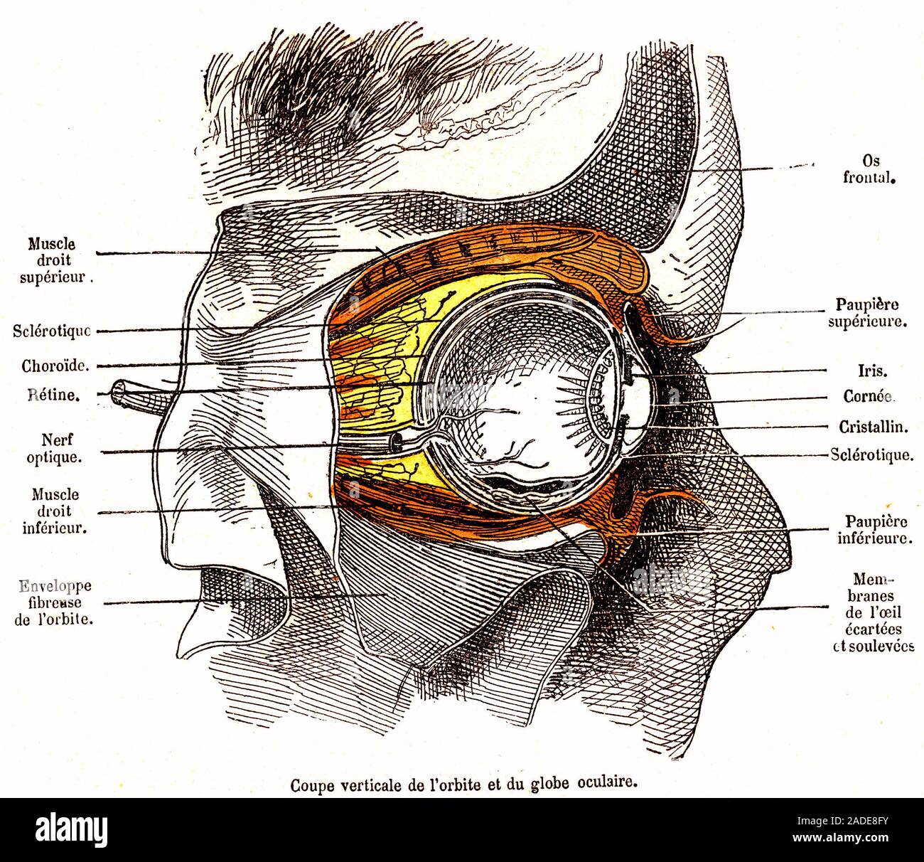 anatomie-de-l-il-l-illustration-du-xixe-si-cle-section-sagittale-de