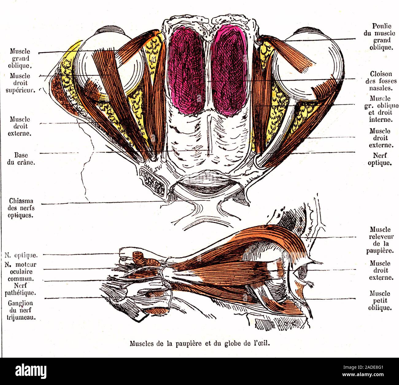 Anatomie de l'œil, l'illustration du xixe siècle. Muscles de la — free download