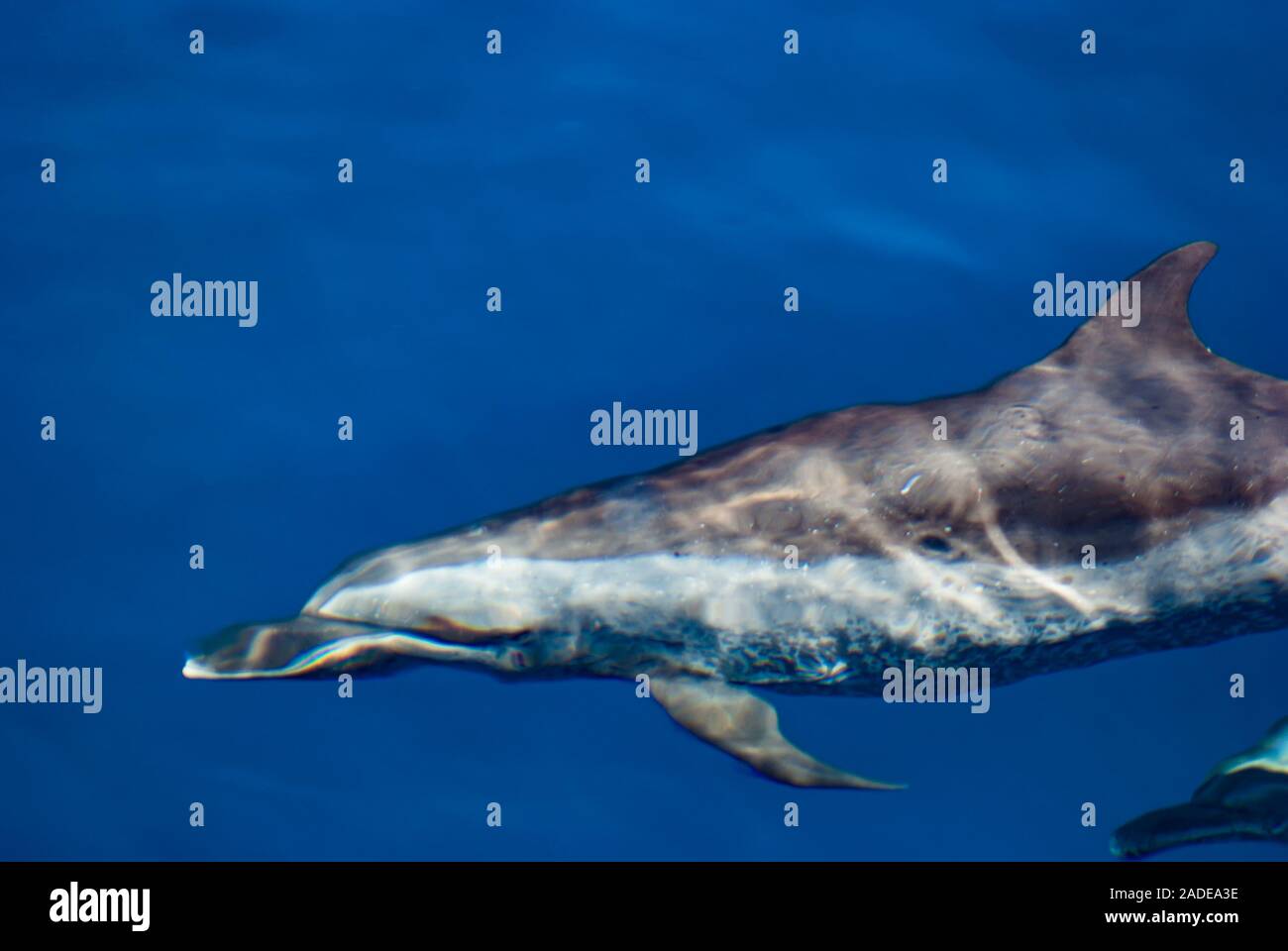 Dauphin tacheté Pantropical Stenella attenuata Banque D'Images