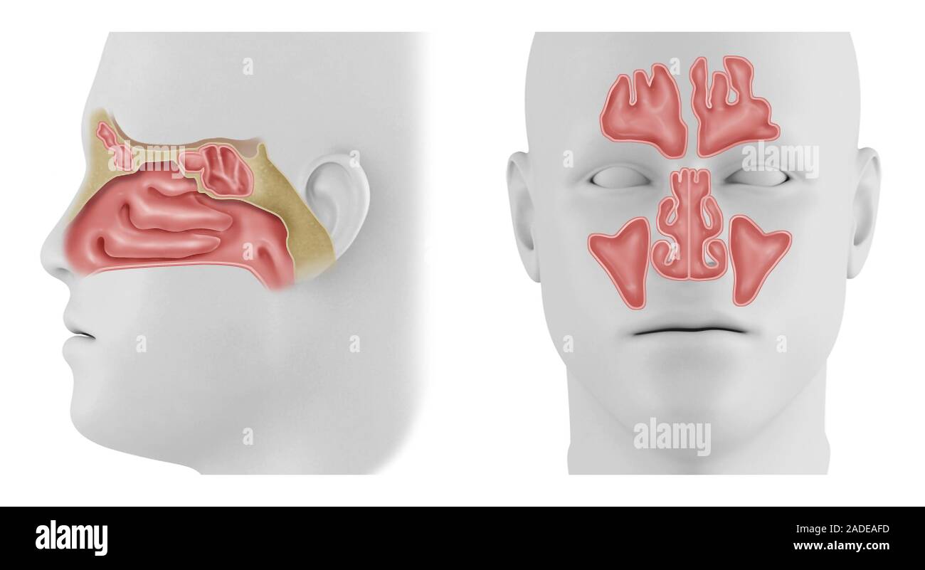 La cavité nasale et des sinus paranasaux. Illustrations en coupe d'une vue latérale (à gauche) et une vue frontale (droite) de la cavité nasale et l'os du visage, s Banque D'Images