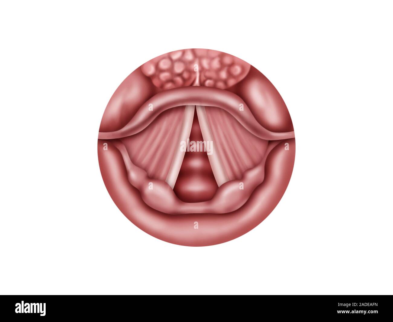 Anatomie Des Cordes Vocales De L illustration Les Cordes Vocales Anatomie Des Cordes Vocales De L illustration Les Cordes Vocales