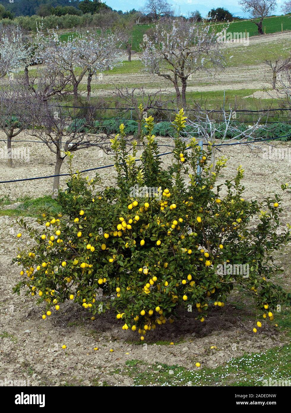 Lemon Tree sur un champ à Algaida, Mallorca, Iles Baléares, Espagne Banque D'Images