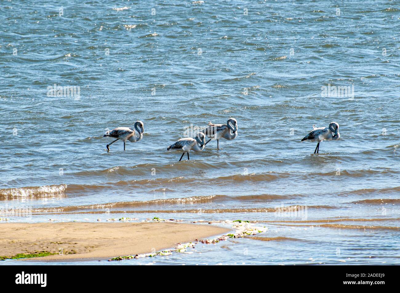 Une volée de flamants à Aveiro lagon, le long de la piste cyclable EuroVelo 1 au Portugal Cette route passe le long de la côte Atlantique du nord de l'Europe vers Banque D'Images