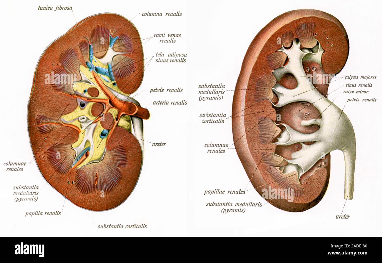 Illustration de l'anatomie de la rein humain montrant sur la gauche d