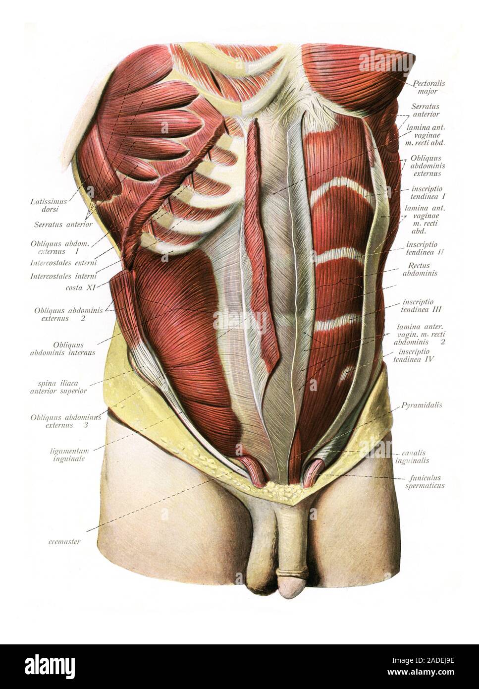 anatomie de la paroi abdominale