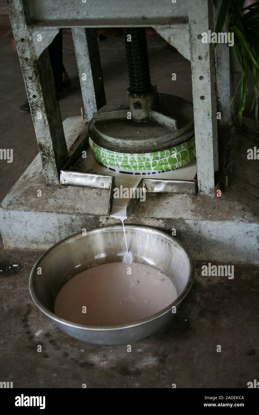 Une presse artisanale pour la fabrication du lait de coco dans le district de Ben Tre (sud du Vietnam, le delta du Mékong). Tourné à partir d'une usine de production locale. Banque D'Images