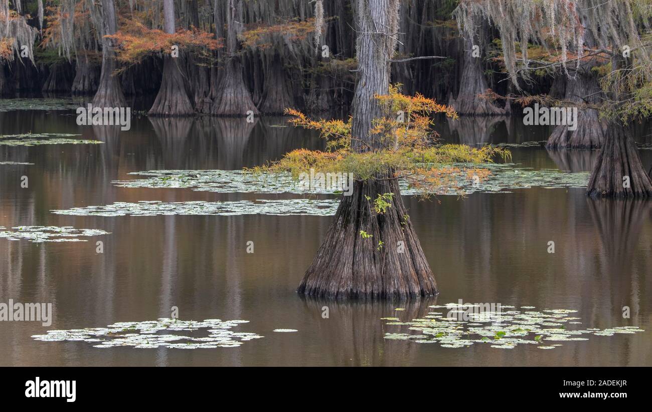 Cyprès chauve (Taxodium distichum) en automne, bassin Atchafalaya, Louisiane, Etats-Unis Banque D'Images