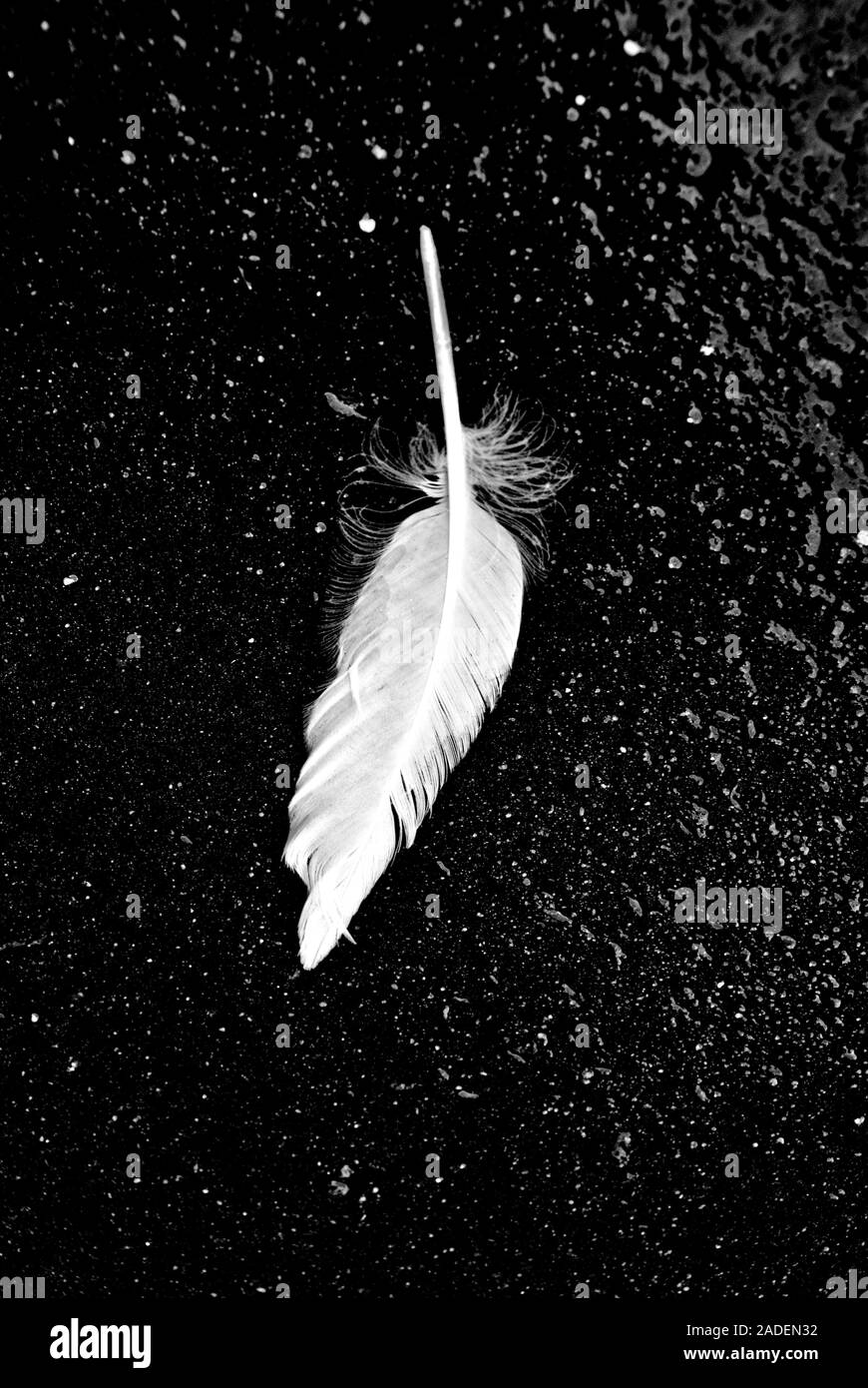 la vie d'une plume blanche Banque D'Images