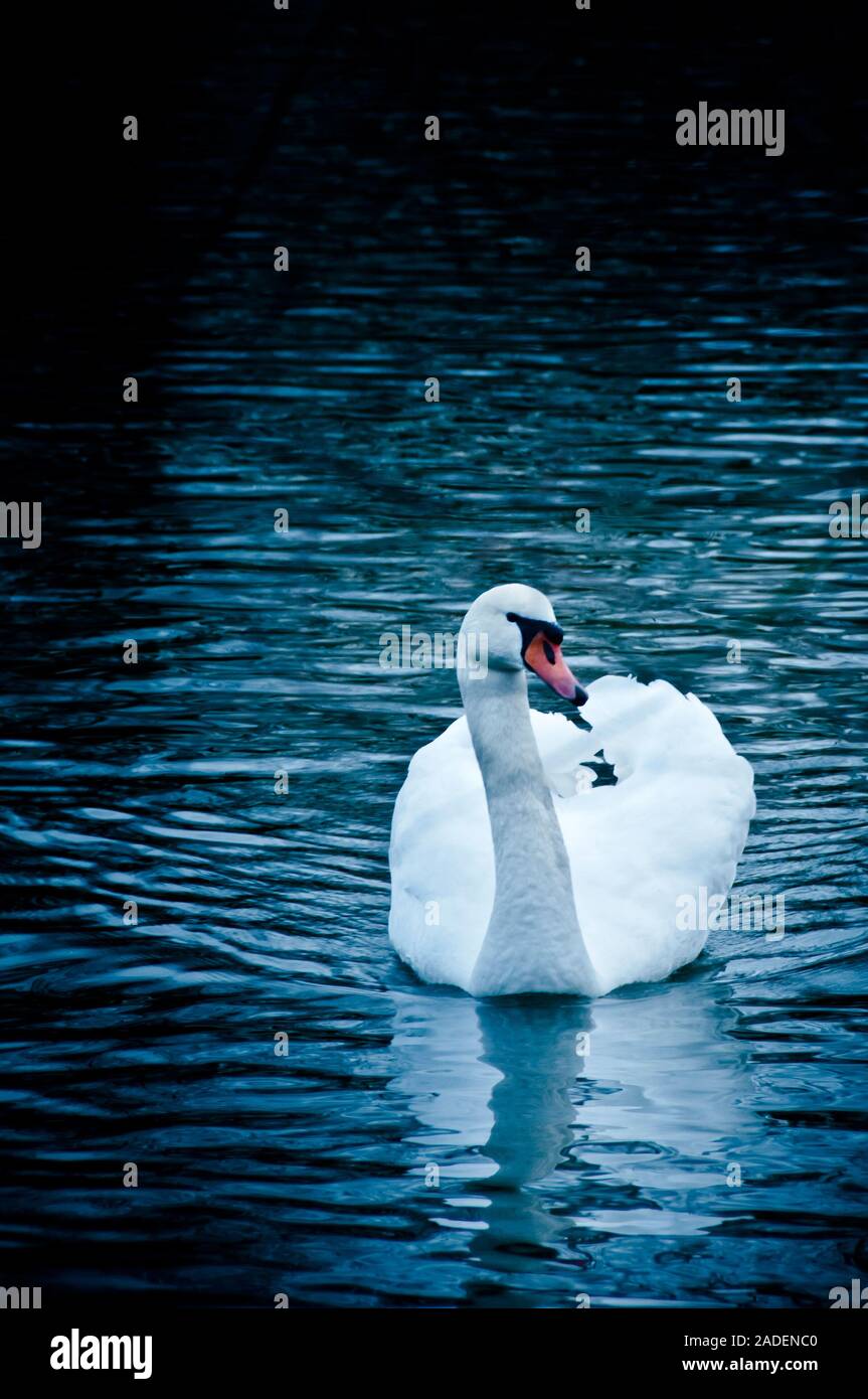 White cygne muet la natation dans un lac Banque D'Images