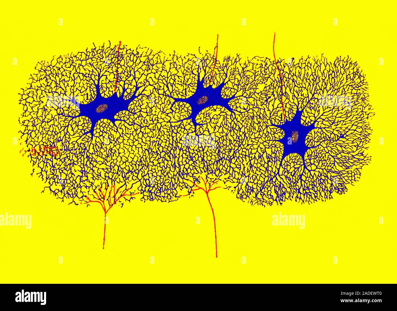 Periode Reticulaire Cube Réseau de cellules nerveuses. Illustration de cellules du système ...