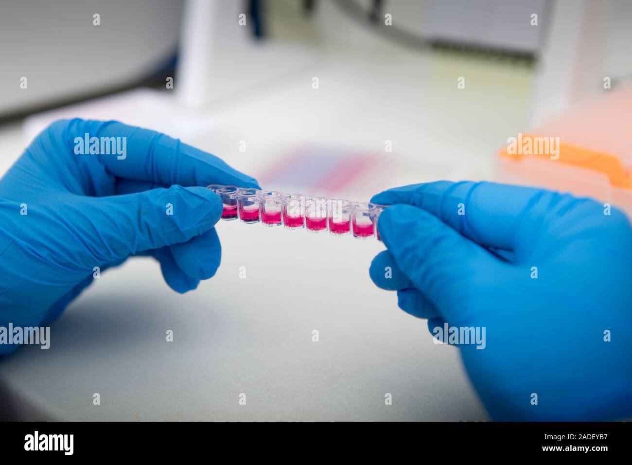 Les mains dans les gants rose pour la recherche d'échantillons holding Banque D'Images
