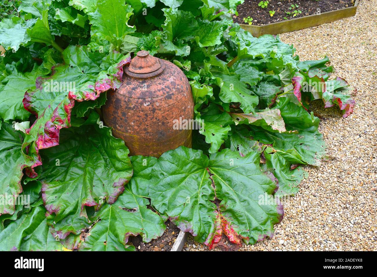 Grande plante de rhubarbe et pot de forçage traditionnel en terre cuite pour une récolte plus précoce. Northamptonshire, Royaume-Uni Banque D'Images