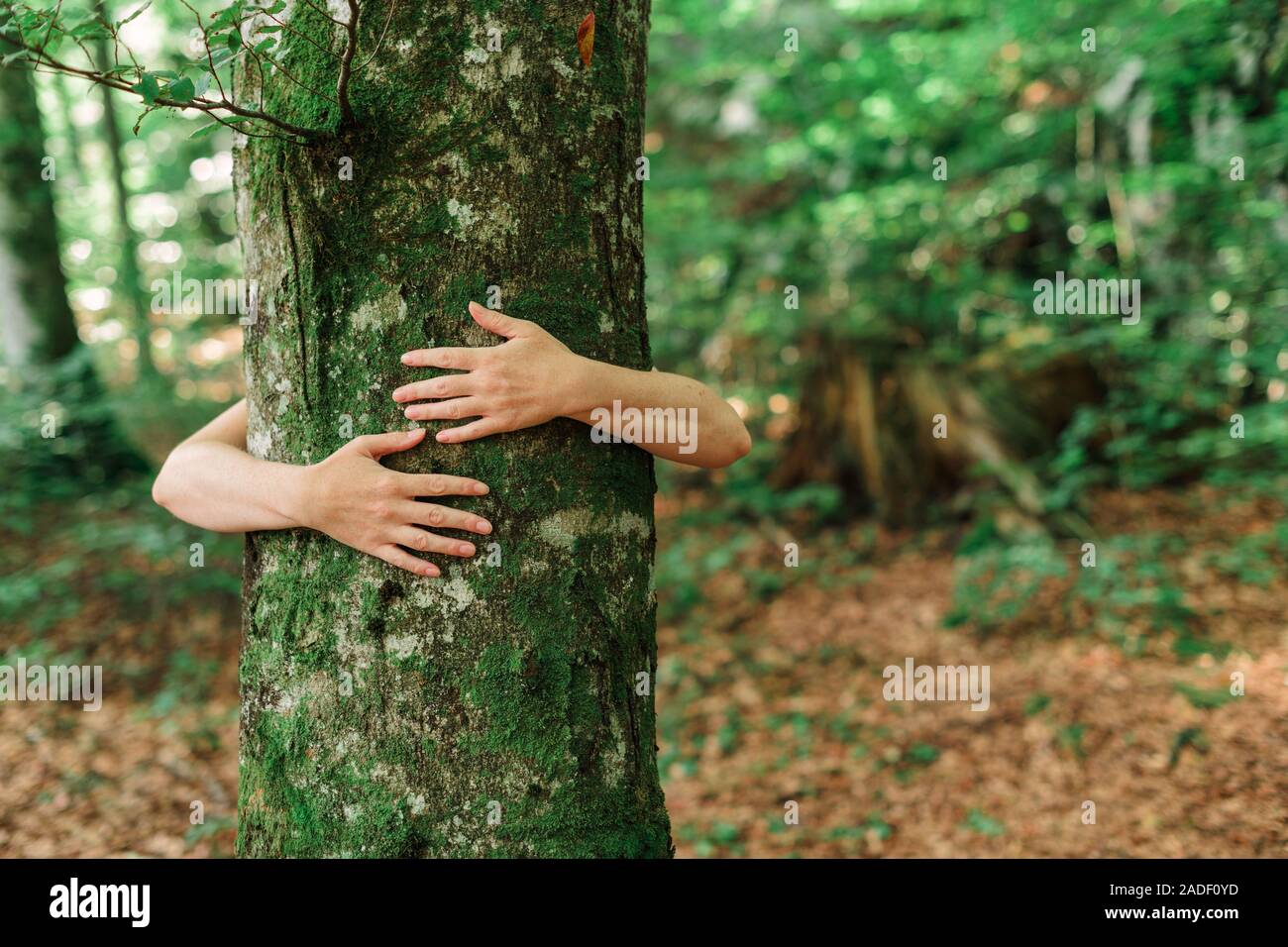 Arbre généalogique écologiste hugger est tronc bois forêt en serrant, femme bras autour de l'arbre, selective focus Banque D'Images