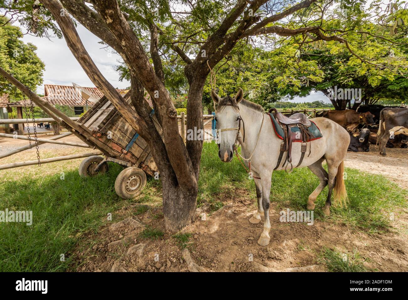 cheval attaché à un arbre sur une ferme dans le Intérieur du Brésil Banque D'Images