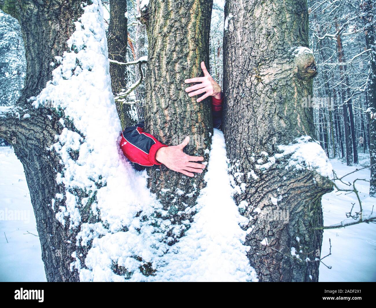 L'homme est titulaire tronc de l'arbre à l'écorce gelée recouverte de neige collante fraîche. Promenade en forêt d'hiver. Banque D'Images