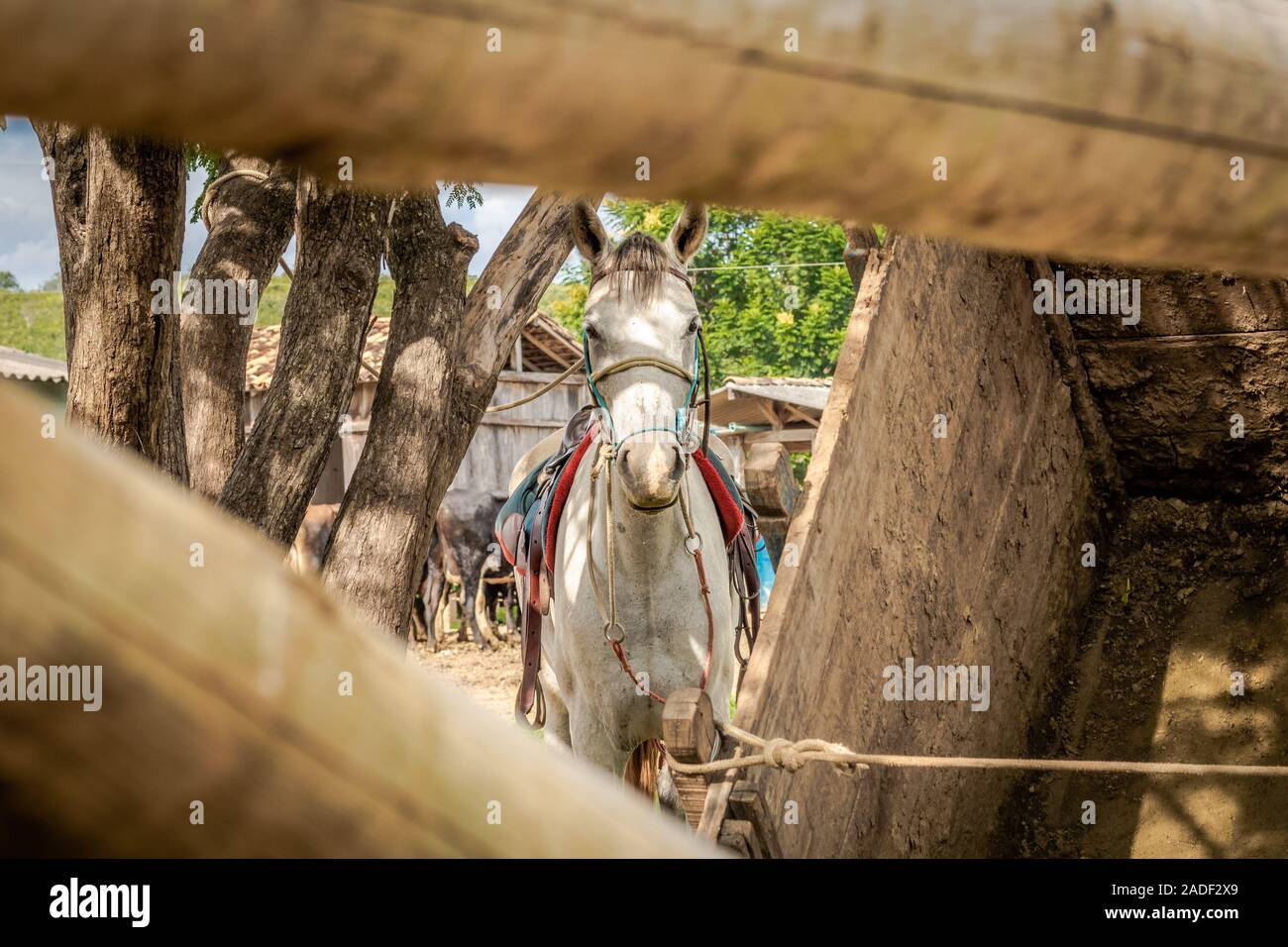 cheval attaché à un arbre sur une ferme dans le Intérieur du Brésil Banque D'Images