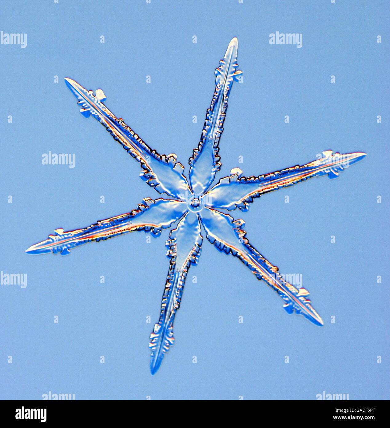 Snowflake. C'est un cristal de glace qui se forme dans l'air ayant une  température près du point de congélation de l'eau. Si l'air est calme, puis  un symétrique, h Photo Stock -