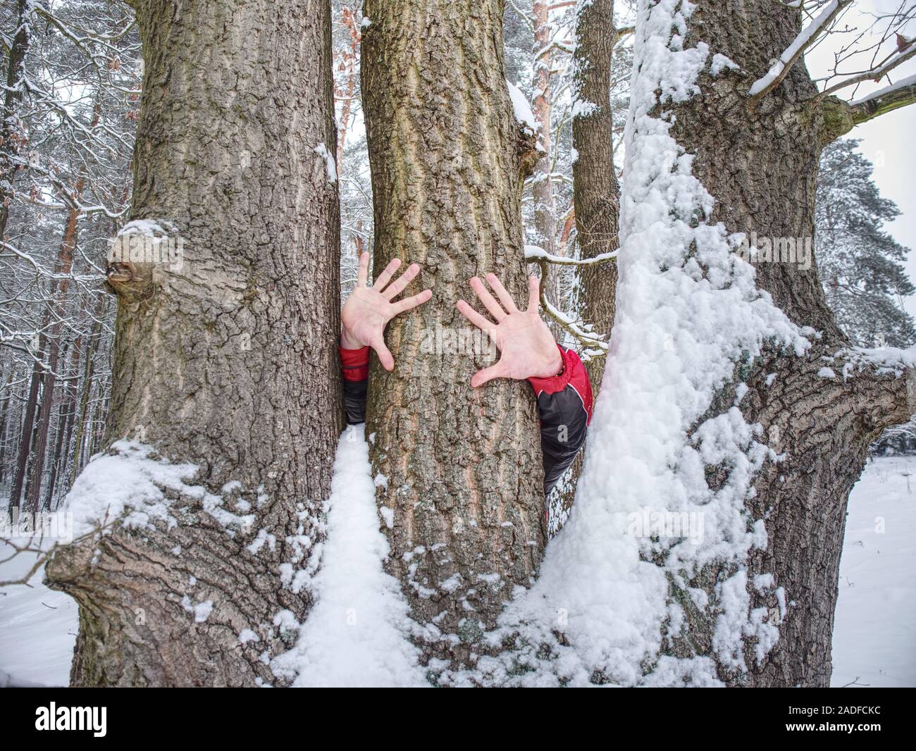 Tenir les mains des hommes de l'écorce de tronc d'arbre. L'écorce rugueuse avec la neige, des feuilles forêt en arrière-plan Banque D'Images
