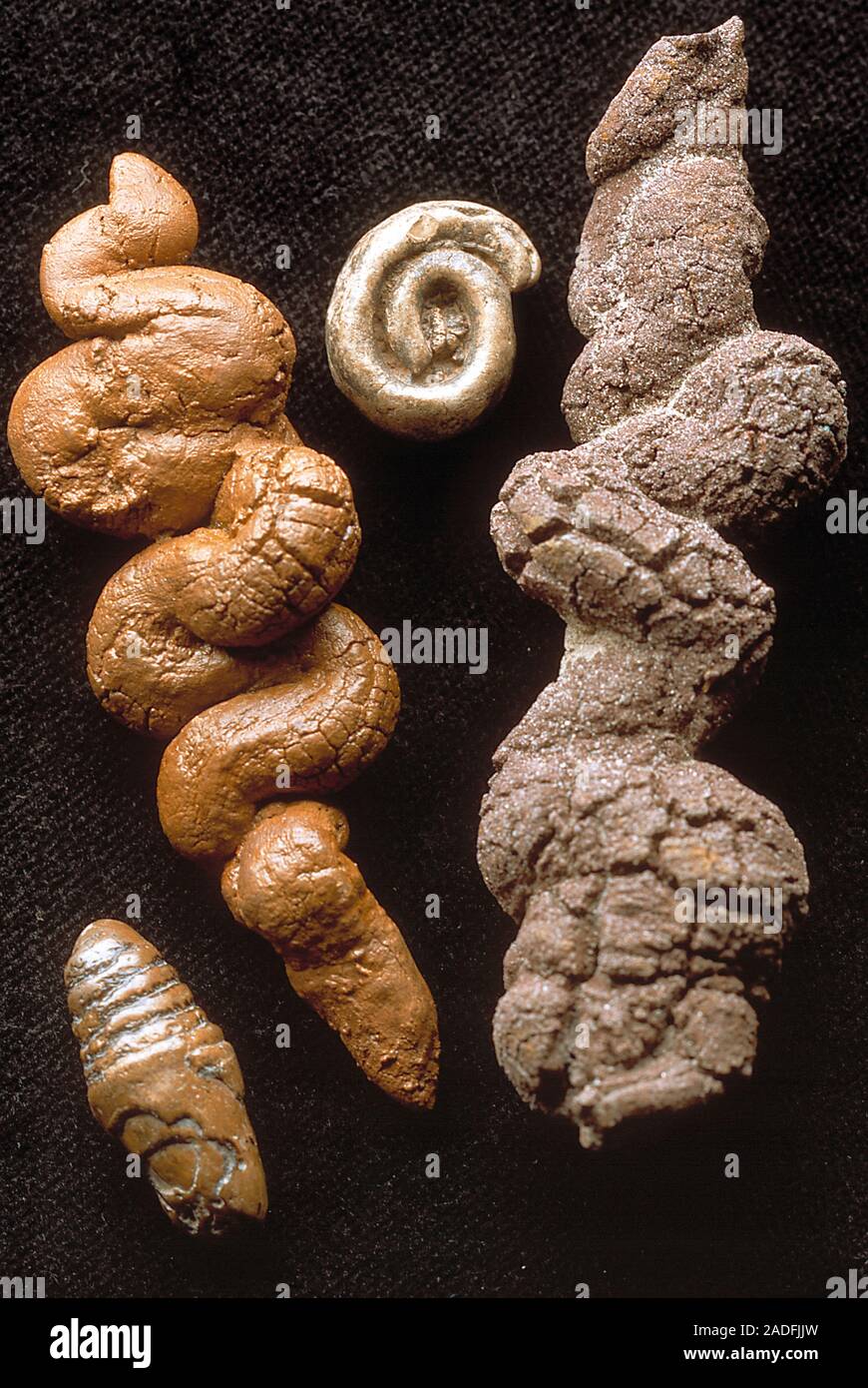 L'excréments fossilisés (coprolites) de poissons non identifiés et des tortues. Il est rare pour un coprolithe certainement affecté à une créature particulière. Étude Banque D'Images