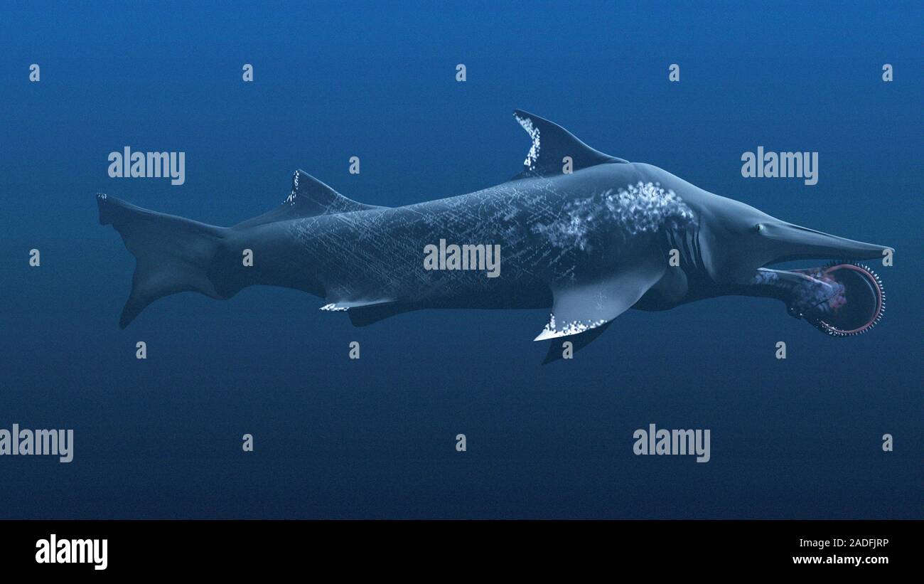 Helicoprion. L'art de requin préhistorique Helicoprion. Cette espèce de requin a existé de la fin du Carbonifère (280 millions d'années), unt Banque D'Images