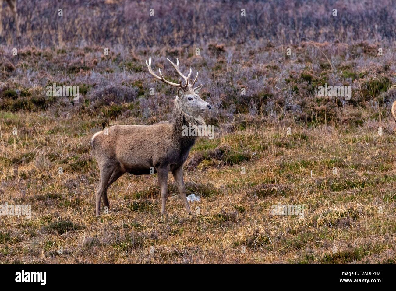 Cerfs rouges d'Angleterre Banque D'Images