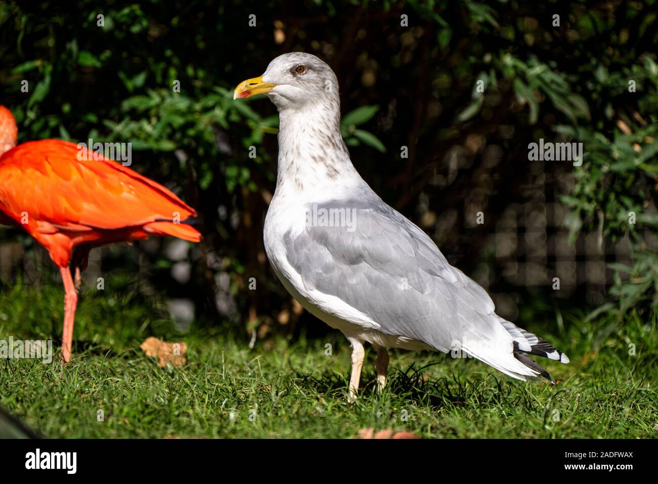 Le Goéland argenté (Larus argentatus est une espèce, l'un des plus connus de tous les goélands le long des rives de l'Europe de l'ouest Banque D'Images