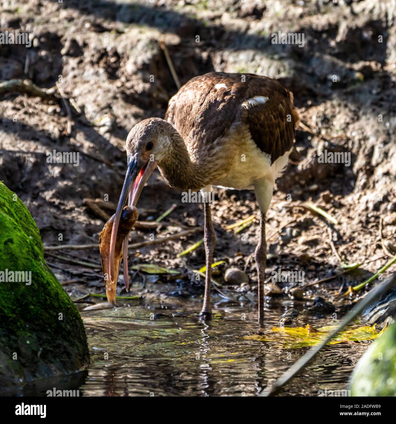 L'ibis falcinelle Plegadis falcinellus, est un oiseau échassier de la famille des Threskiornithidae ibis. Banque D'Images