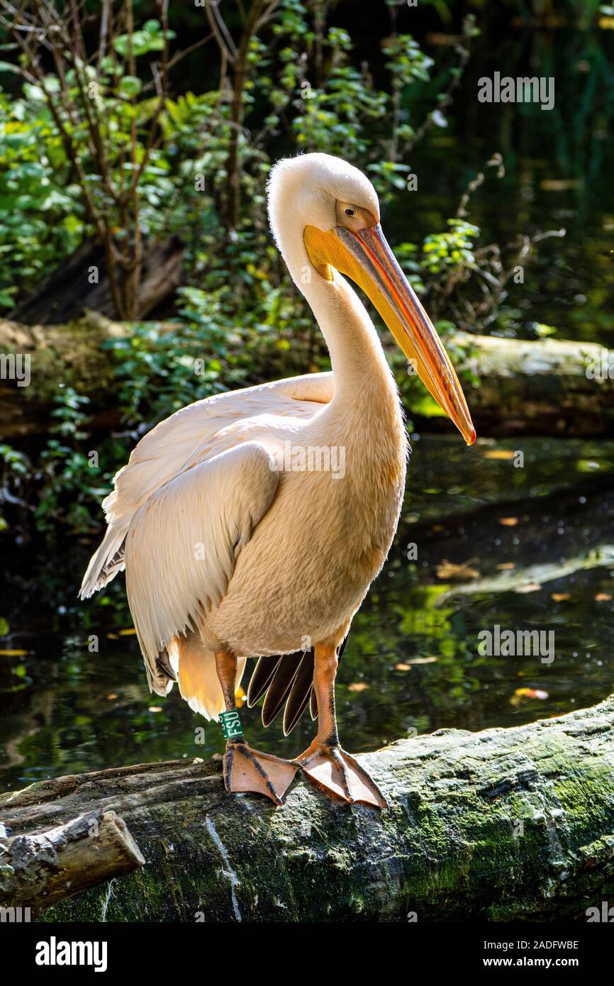 Le Grand Pélican blanc Pelecanus onocrotalus, également connu sous le nom de la rose est un oiseau pelican pelican dans la famille. Banque D'Images