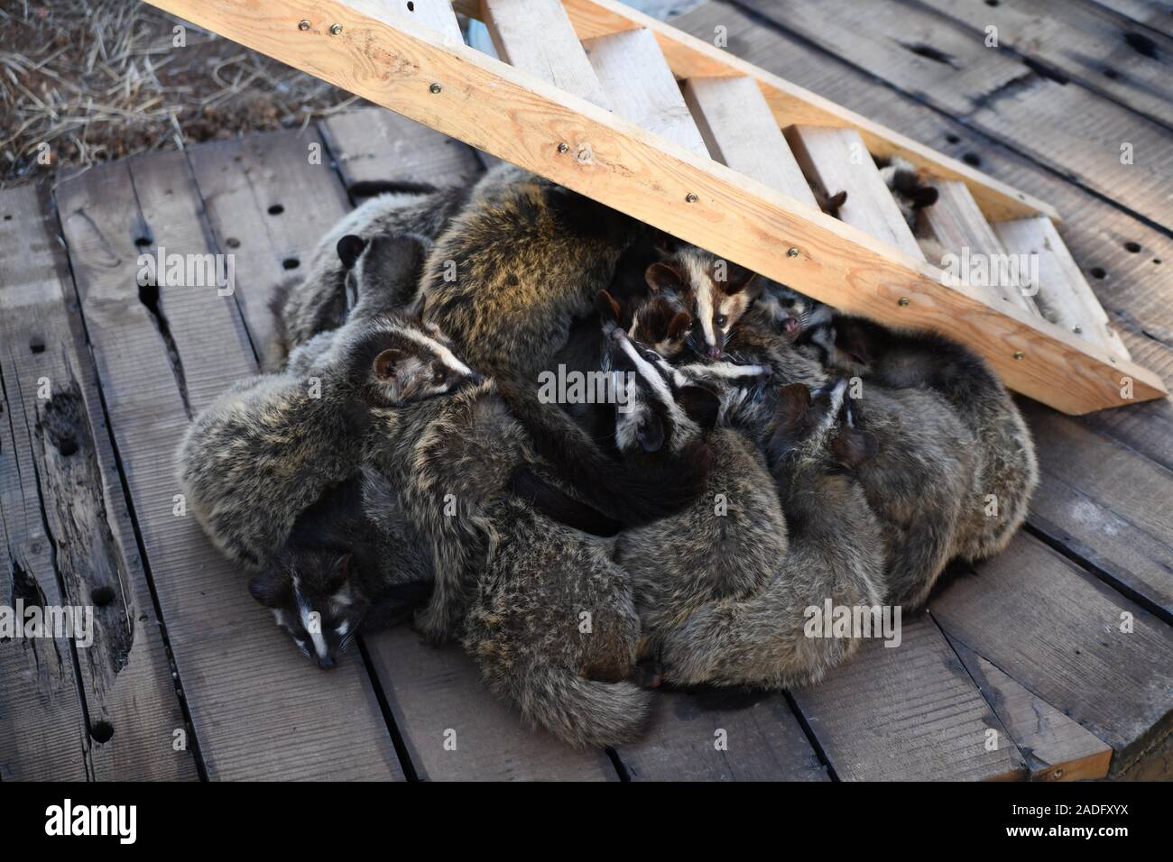 Un groupe de civettes rester ensemble pour garder au chaud dans un zoo en hiver dans la ville de Nanjing, Jiangsu Province de Chine orientale le 29 novembre 2019. Banque D'Images