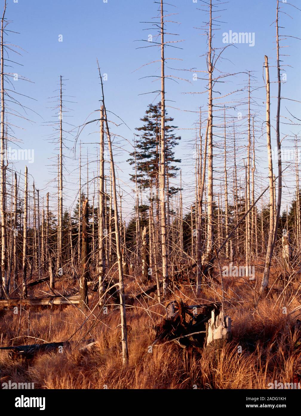 La destruction des forêts par les pluies acides. Avis de forêt dévastée par les effets de la pluie polluée à l'acide. Ces arbres sont en République tchèque, près de la bor Banque D'Images