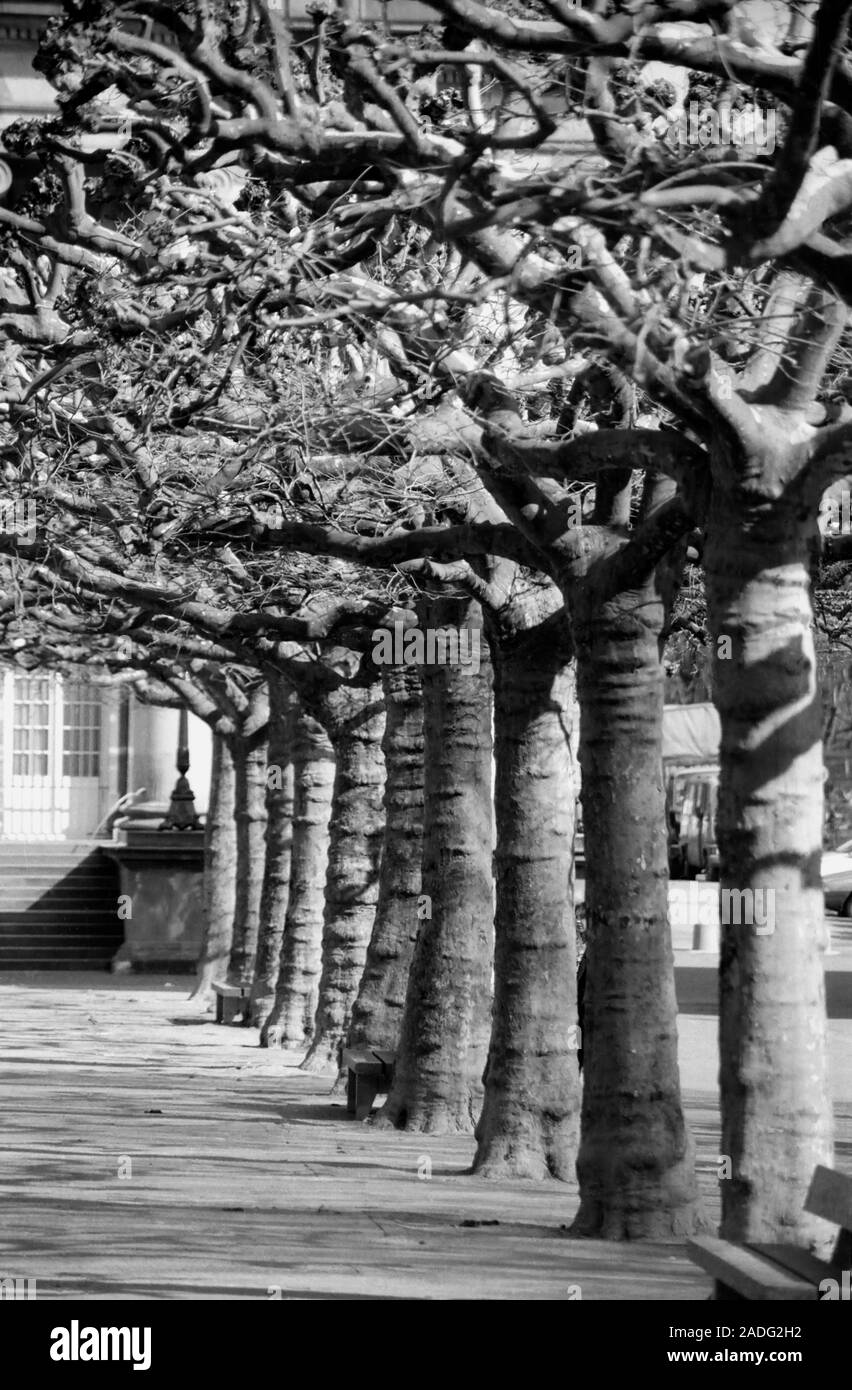 Vintage film photographie, vers 1990, de Place du Petit Broglie, Strasbourg, France ; version noir et blanc Banque D'Images