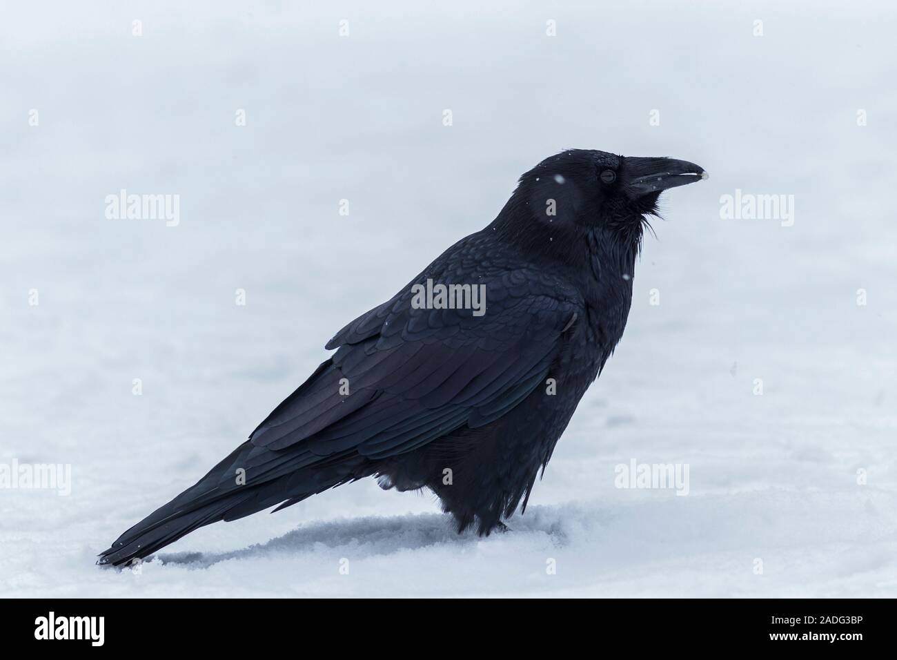 Les oiseaux du Canada dans leurs habitats naturels Banque D'Images