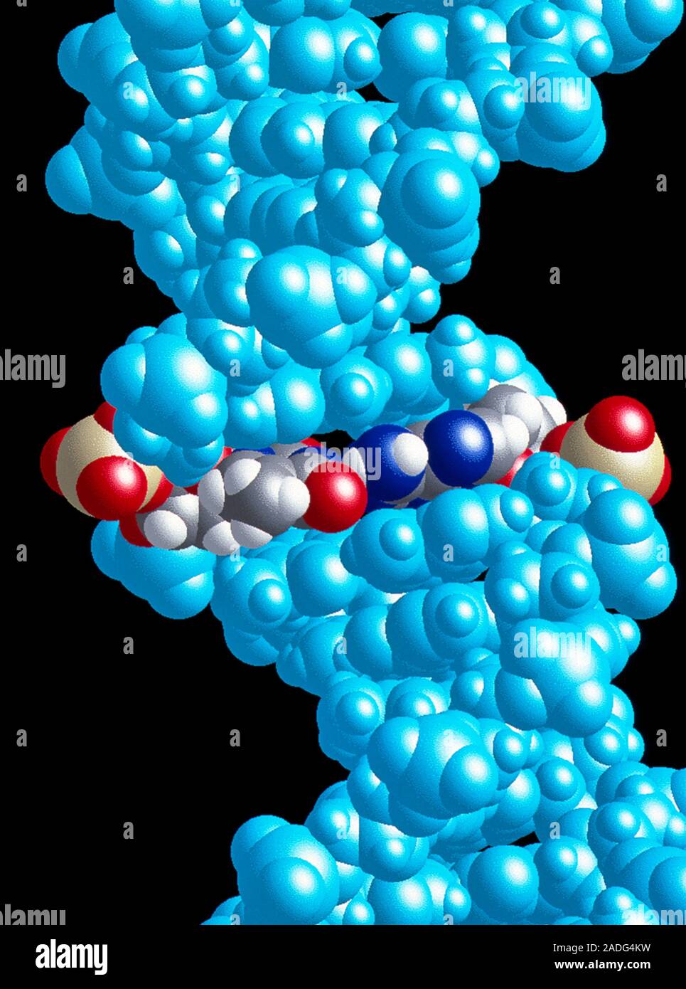 Le collage de l'ADN. Le modèle moléculaire d'une molécule d'ADN avec une  paire de base A-T mis en surbrillance. A-T désigne les bases adénine et  thymine. Les atomes sont en couleur Photo