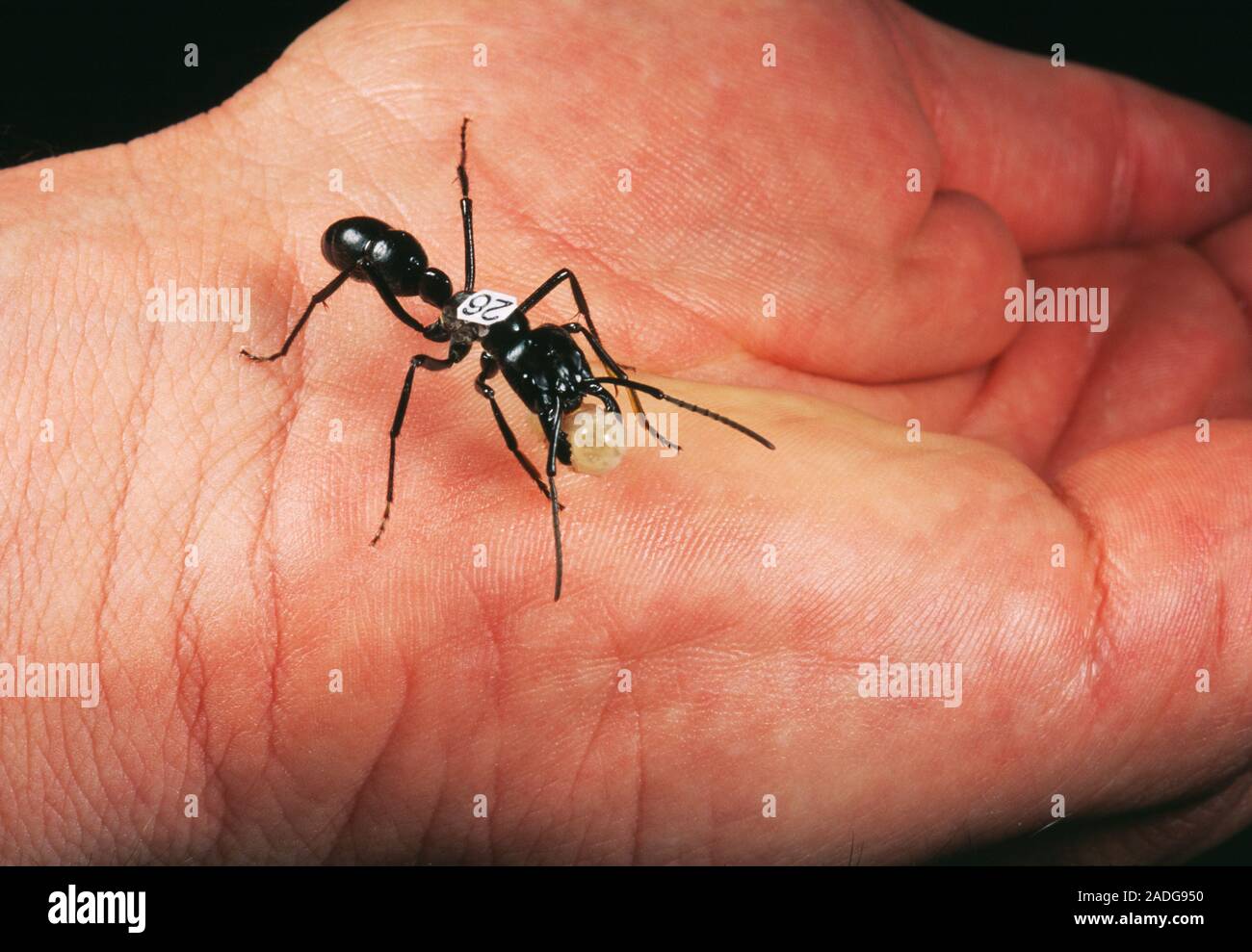 La recherche de fourmis. Ant L'étiquette (Dinoponera quadriceps ...