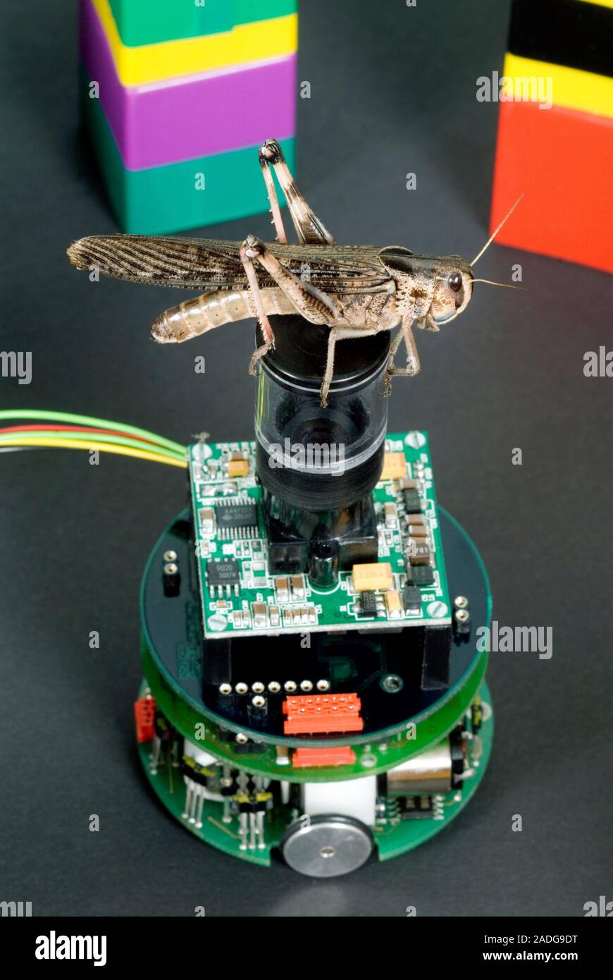 Robot Vision de criquets. Criquet migrateur (Locusta migratoria) assis sur  une version de l'robot Khepera. Ce robot est conçu pour éviter les  collisions avec des Photo Stock - Alamy