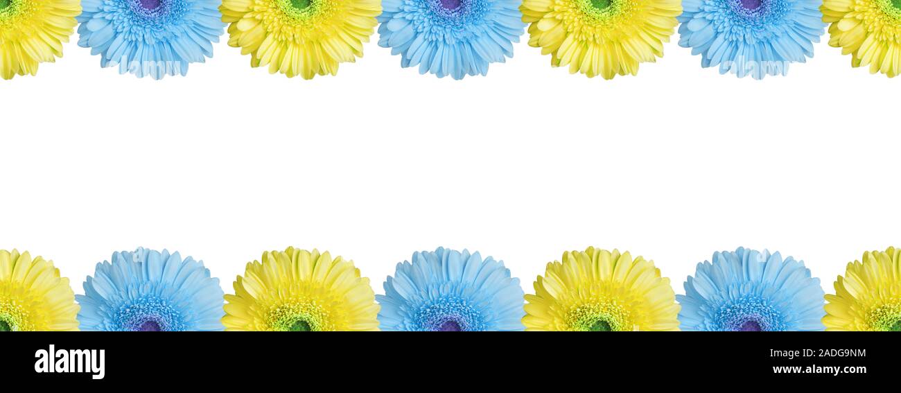 Les moitiés de bleu clair et jaune gerbera frontière sur fond blanc isolé près, la moitié de la fleur modèle transparente gerber, cadre décoratif Banque D'Images