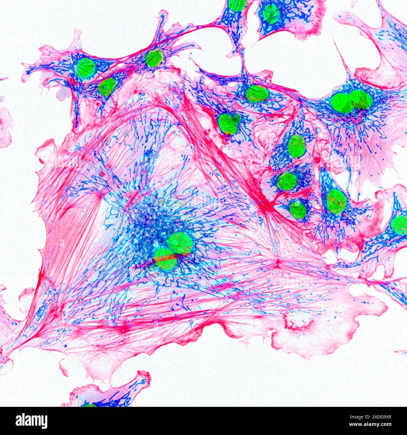 Structure cellulaire. La microscopie confocale microphotographie lumière  des cellules endothéliales en culture. Un colorant fluorescent a été  utilisé pour montrer la structure cellulaire. Noyaux (vert) co Photo Stock  - Alamy
